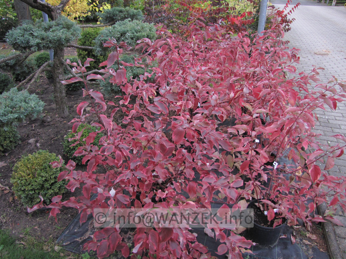 Cornus alba Gouchaultii - Herbstfaerbung.JPG